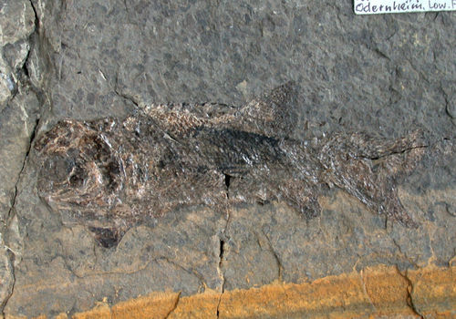 Paramblypterus gelberti (GOLDFUSS)