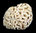 Meandropora cerebriformis (de BLAINVILLE, 1830)