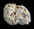 Meandropora cerebriformis (de BLAINVILLE, 1830)
