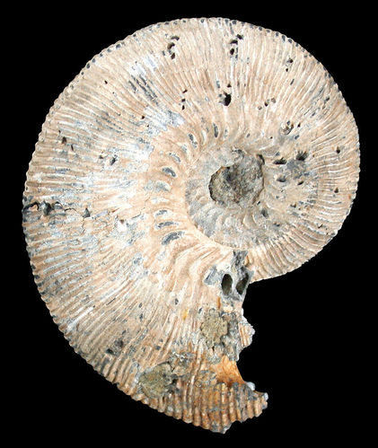 Kosmoceras (Lobokosmoceras) proniae (THEISSEYRE, 1883)
