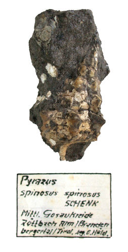 Pyrazus spinosus spinosus (SCHENK)