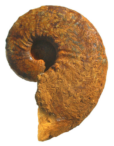 Pseudaspidoceras (Ampakabites) cf. auriculatum (COLLIGNON, 1965)