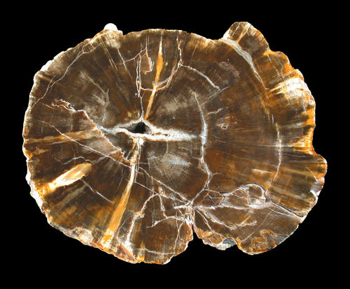 fossilen Holzes (-)