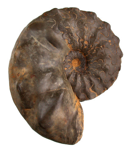 Discoceratites weyeri (ULRICH & MUNDLOS)