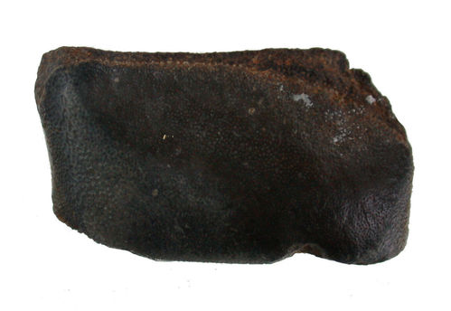 Asteracanthus magnus (AGSSIZ, 1838)
