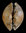 Glycymeris lunulata baldiii (GILBERT & VAN DE POEL, 1965)