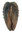 Myophorella (Clavotrigonia) clavellata (PARKINSON, 1811)