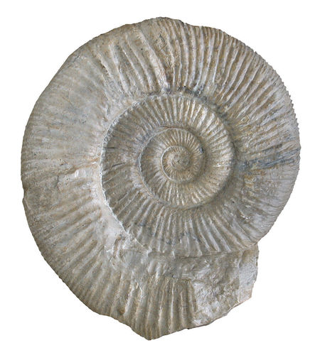 Orthosphinctes polygyratus        (QUENSTEDT)