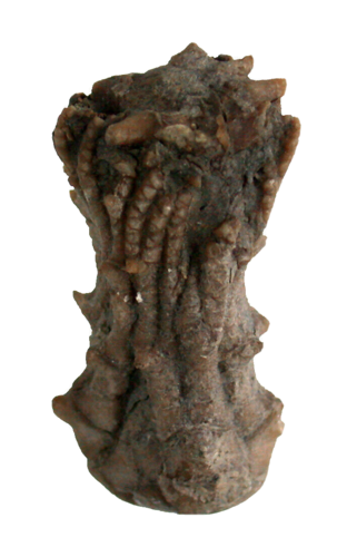 Tholocrinus spinosus (WOOD, 1909)