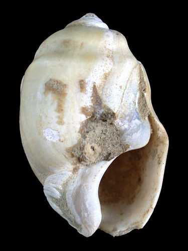 Melanopsis martiniana (FERUSSAC, 1823)