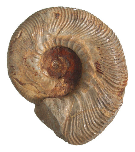 pathologischer Malm - Ammonit mit Extremausbildung