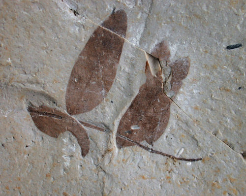 Podocarpium podocarpum (A.BRAUN) Herendeen