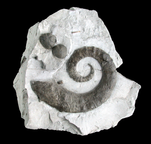 Crioceratites duvali (LEVEILLE, 1837)
