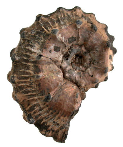 Kosmoceras (Lobokosmoceras) spinosum (SOWERBY, 1823)