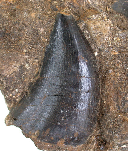 Eremiasaurus heterodontus (LeBlanc et al., 2012)