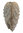 Myophorella (Clavotrigonia) clavellata (PARKINSON, 1811)