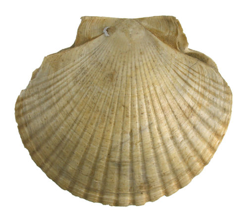 Flabellipecten flabelliformis (BROCCHI, 1814)