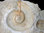 Hugueninsphinctes breviceps & Taramelliceras compsum