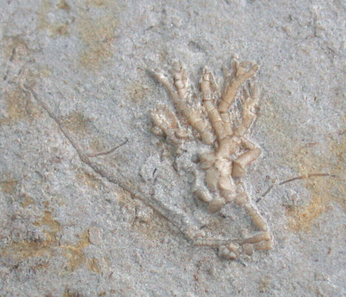 Cercidocrinus fimbria (KIRK)