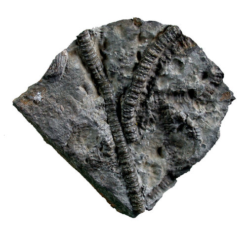 Chladocrinus (isocrinus) basaltiformis (MÜLLER, 1821)