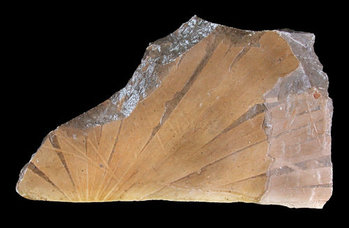 Ginkgoites marginatus (Unger) Nathorst, 1876