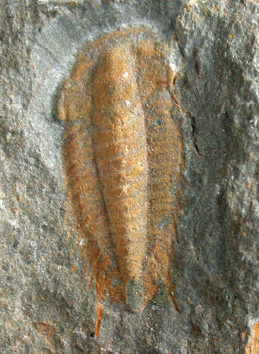 Myopsolenites boutiouiti (Geyer and Landing, 2004)