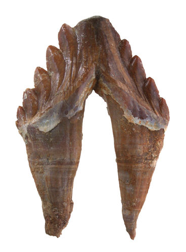 Basilosaurus sp. (HARLAN, 1834)