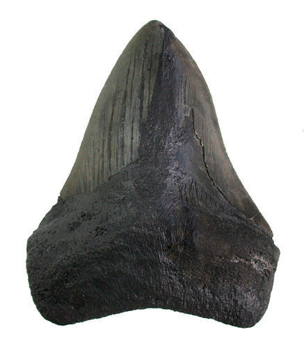 Otodus (Carcharocles) megalodon (AGASSIZ,  1843)