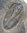Kambrischer Trilobit Modocia laevinucha (ROBINSON)