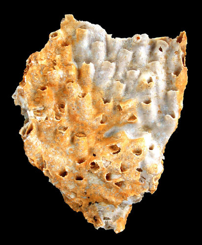 Latusastrea alveolaris (GOLDFUSS, 1829)