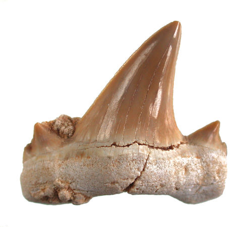 Otodus obliquus (AGASSIZ, 1843)