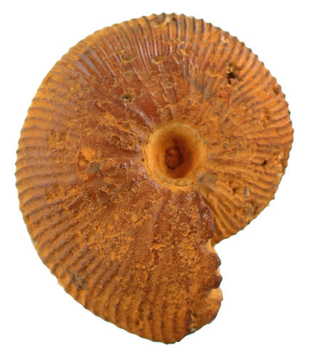 Sigaloceras enodatum (NIKITIN1881)