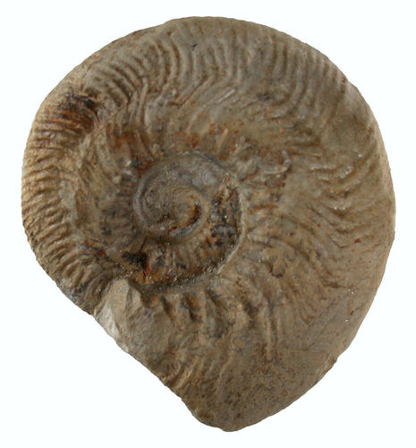 pathologischer Malm - Ammonit