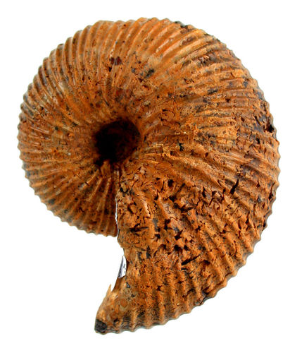 Dhosaites miaryensis (COLLIGNON,1959)