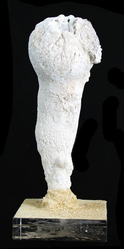 Siphonia pyriformis forma tubulosa (GOLDFUSS, 1830)