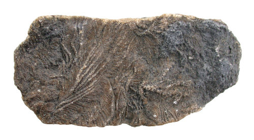 Pentacrinus fossilis (-)