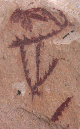 Tetragraptus (Pendeograptus) fruticosus (HALL, 1858)
