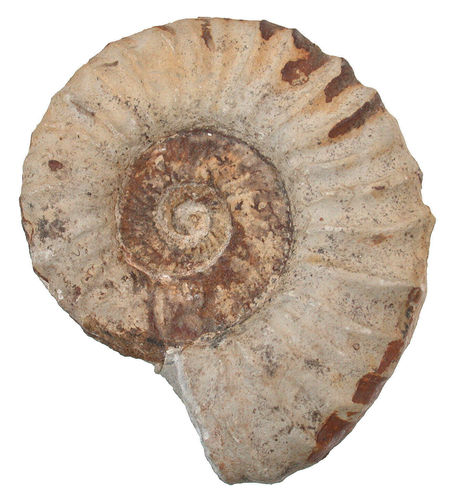 pathologischer Malm - Ammonit mit Extremausbildung