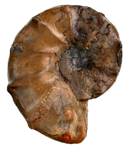 Ceratites (Acanthoceratites) spinosus (PHILIPPI)