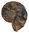Ceratites (Acanthoceratites) spinosus (PHILIPPI)