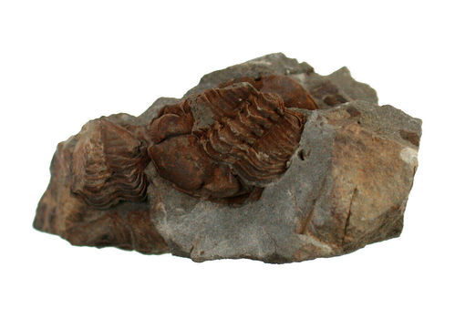 Cyphoproetus (Otademus) alacer(?) (LINDSRÖM, 1859)