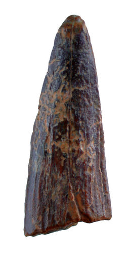 Spinosaurus aegyptiacus (STROEMER)